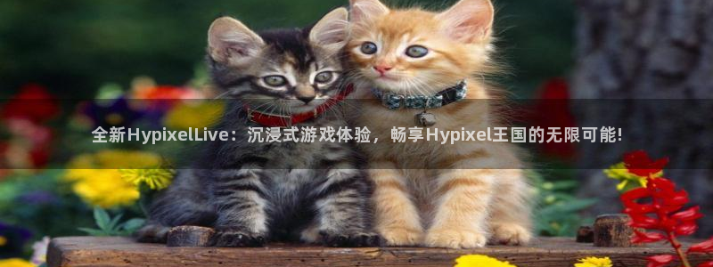 星空娱乐